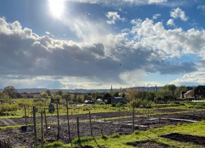 Allotments in summer with and white clouds in the blue sky